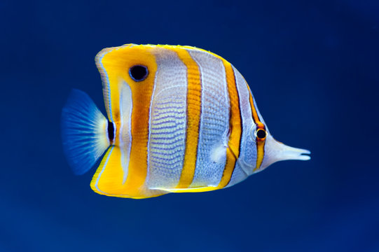 Copperband Butterfly Fish