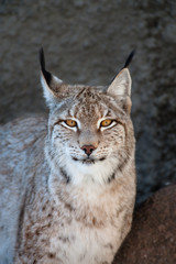 Lynx