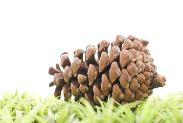 Pine Cone