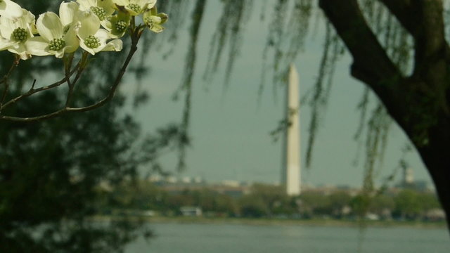 Spring in Washington DC
