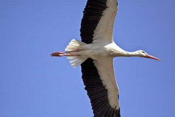 White stork in flight