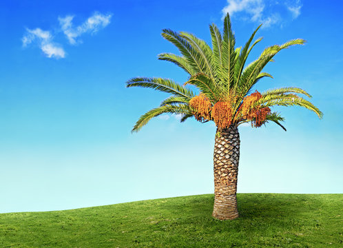 Palmier isol&eacute;