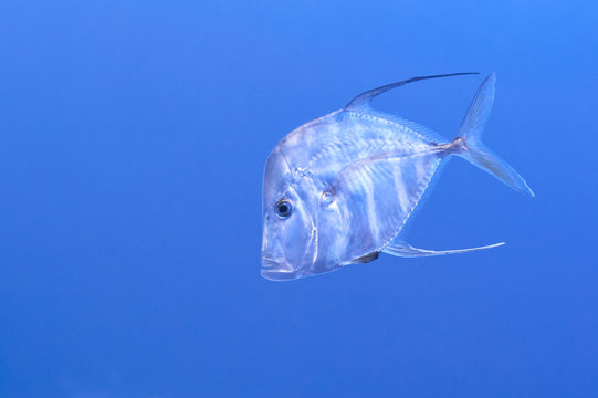 Indian Threadfish - Alectis Indicus in aquarium, blue background