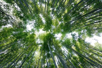 wide angle bamboo forest