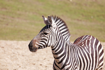 Fototapeta na wymiar jeden zebra
