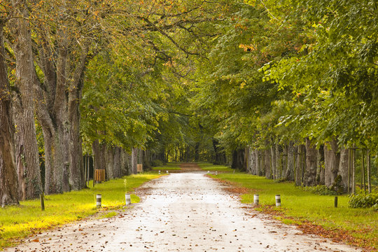 Avenue of trees at Chenonceau