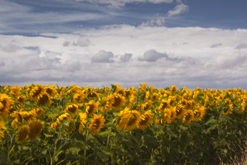 Field of sunflowers in France
