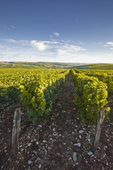 Fototapeta na wymiar Lines of sauvignon blanc grapes at Sancerre