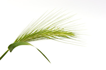 Wildgetreideähre I, isoliert