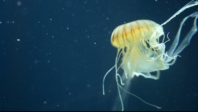 schwimmende Qualle im Pazifik