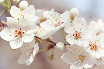 Cherry blossoms - obrazy, fototapety, plakaty