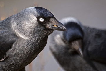 Kawka © Henryk Olszewski