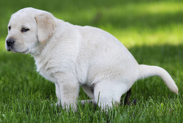 Labrador during her privacy