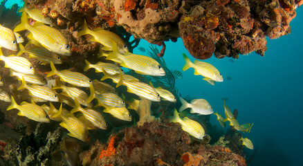 Fototapeta na wymiar French and Smallmouth Grunts Under a reef ledge.