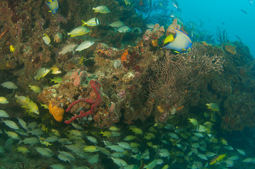 Naklejka na ściany i meble Fish above and below a coral reef ledge.