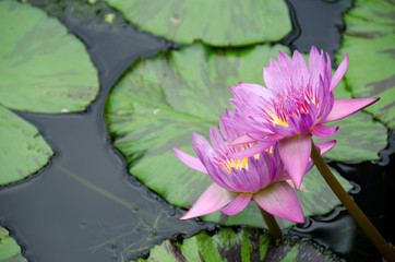 Purple water lily