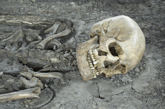 Skeleton