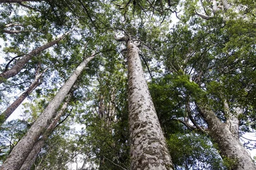 Raamstickers Kauri Puketi Forest, NZ © Rafael Ben-Ari