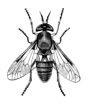 gadfly vintage illustration