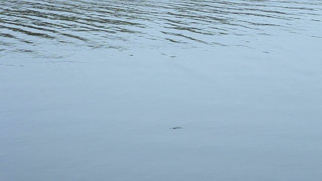 Spring lake fishing
