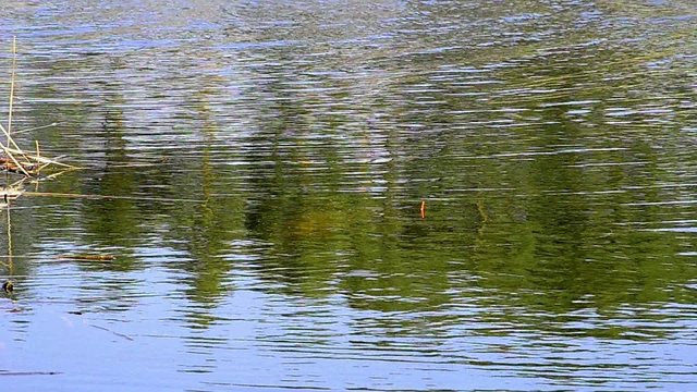 Spring lake fishing