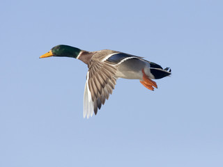 Obraz premium Flying Mallard