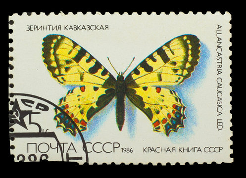 USSR - CIRCA 1986: A stamp printed in USSR, shows Butterfly Alla