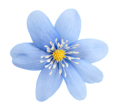 Fototapeta blue flower isolated