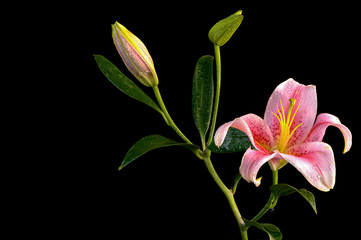 Upturned Pink Stargazer lily flower with two buds isolated on bl
