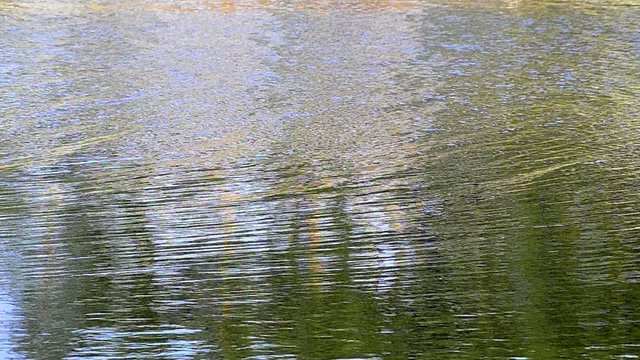 Spring lake fishing