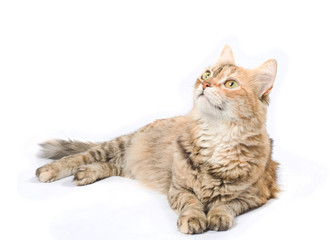Fototapeta na wymiar Duży pręgowany kot syberyjski