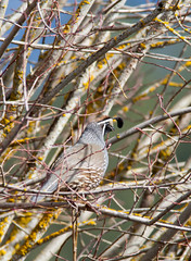 Perched quail.
