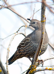 Portrait of a quail.