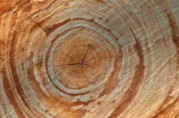 texture of tree