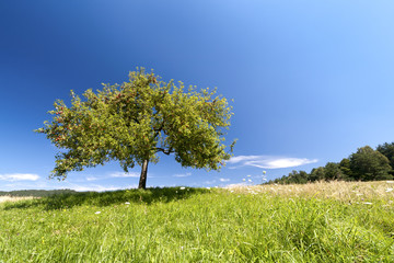 Fototapeta na wymiar Jabłoń w lecie