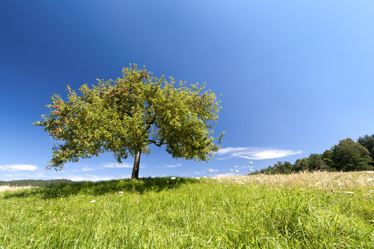 Apfelbaum im Sommer