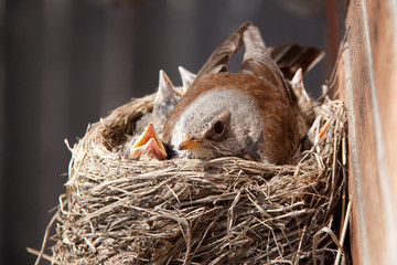 Birds in the nest