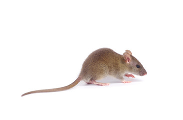 rat