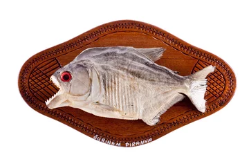 Fotobehang Piranha fish as trophy on wood isolated © mreco
