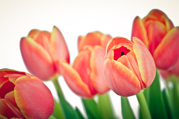 Tulpen