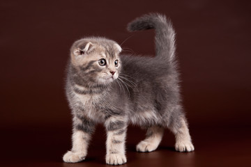 Little kitty on brown background