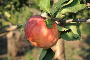 Ripe apple
