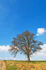 Fototapeta na wymiar Baum im Frühjahr
