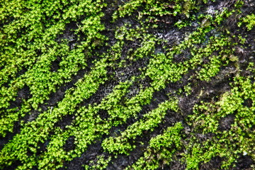 Natural moss texture on old ancient building suitable