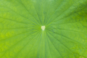 Fototapeta na wymiar tekstury liści lotosu