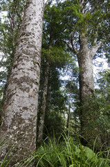 Kauri Puketi Forest, NZ