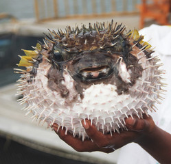 Spiky fish