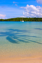Fototapeta premium Shade palm trees on the sea