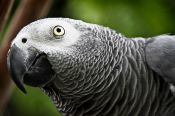 Obraz premium African Grey Parrot eating a peanut