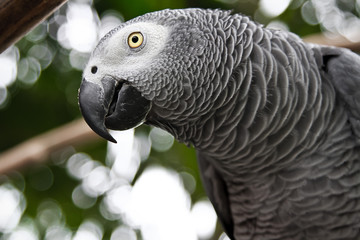 African Grey Parrot eating a peanut - 40186450